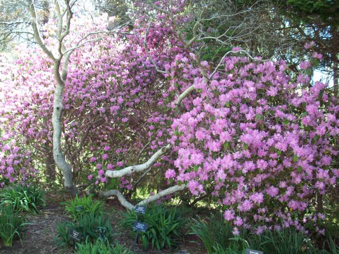 One of the first rhododendron bushes in bloom at the gardens
