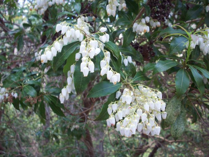 A close-up of the blossoms on the Japanese pieris