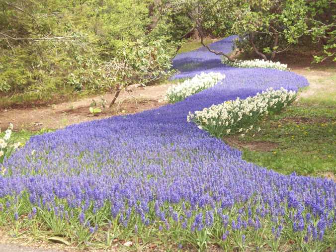 Bulb River - a "stream" of hundreds (maybe thousands) of grape hyacinths