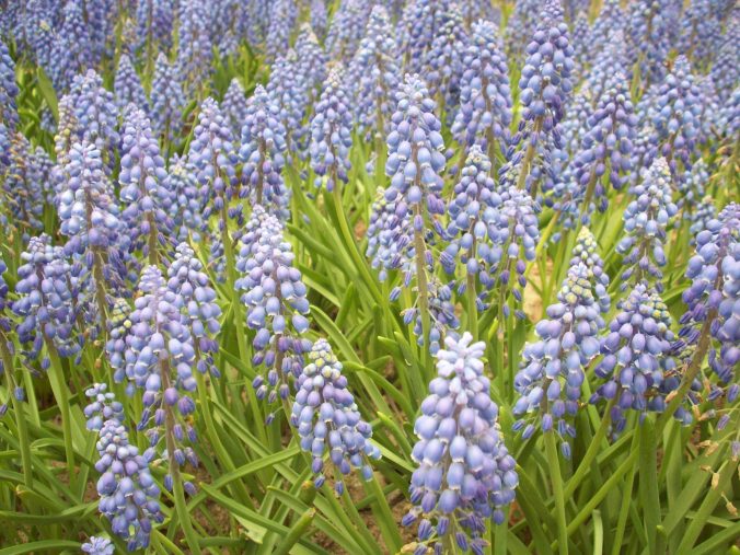 A close-up of the grape hyacinths in Bulb River
