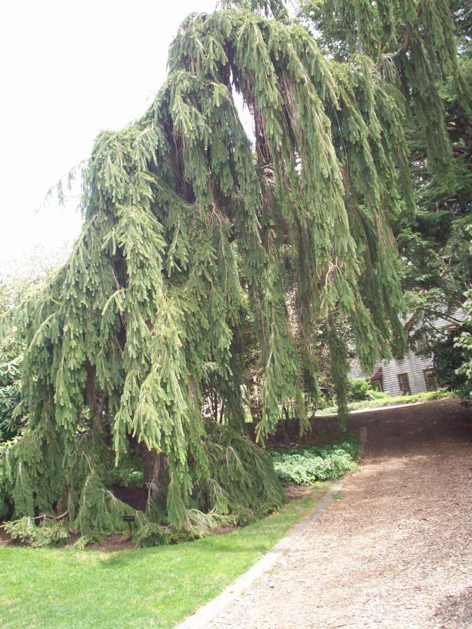 An Ent? The Whomping Willow?? Nope! It's a weeping juniper!